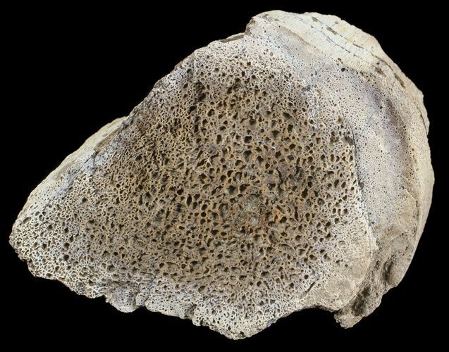 Mosasaur Bone Section - Montana #71281